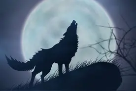 口述往事：狼王血战猛虎「民间故事」图片