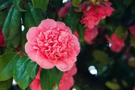茶花的前插方法图片