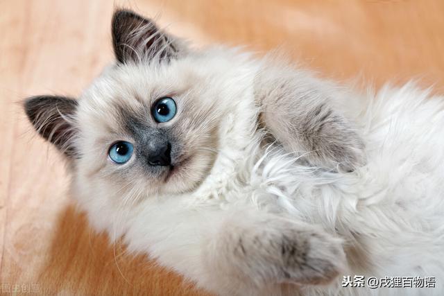 牛磺酸是什么？猫咪需要补充牛磺酸吗？