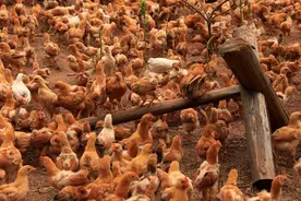 养殖中，鸡 鸭 鹅出现呼噜，咳嗽，张口，怎么办，一招教你搞定图片