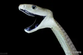 黑曼巴，毒蛇界的人气王，非洲死神之名为何令人闻风丧胆？图片