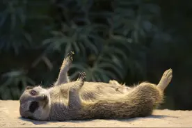 当群族里雌性说了算会怎样？狐獴的交配和繁殖，奇怪的知识增加了图片