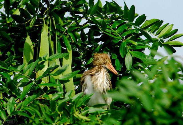 鏋滃彲鍏婚锛屽埡鍙叆鑽紒鐨傝浜т笟绾㈠埄琚潵锛屾繁鍔犲伐钑磋棌鏂拌摑娴? onerror=