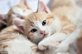 被子里会长猫？你家猫咪上床和你一起睡吗？为什么？图片