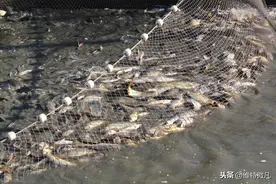 什么是鱼病？鱼为什么会生病？该怎么预防鱼病？图片