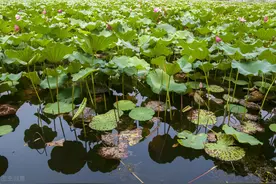 莲藕枯叶直接影响产量，莲藕枯叶什么原因造成？该怎么防治？图片
