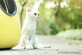 怎样养猫怎样正确喂养猫咪啊图片