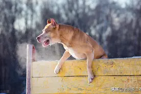 农村俗语：“家兴出恶犬，家败草木稀”，说的是啥意思？图片