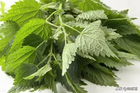 让农村人闻风丧胆的活麻草，缘何变成了抢手货？错在被城里人发现图片