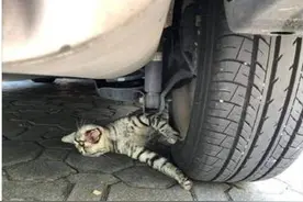 喵界“碰瓷王”！一只被压车轮底下不出来，惨叫连连的小狸花图片