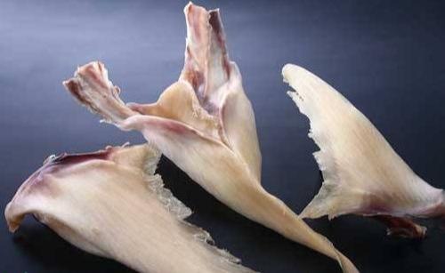 发鱼翅的方法 2026年发鱼翅怎么发