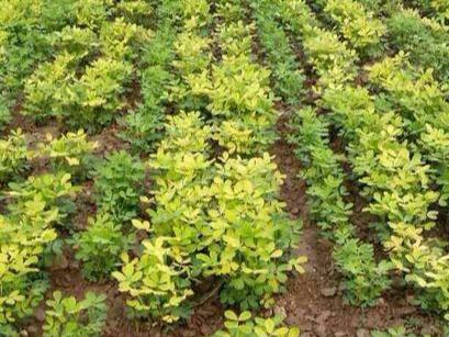 鑺辩敓缂洪搧鎬ч粍鍖栧師鍥犲垎鏋愪笌瀵圭瓥