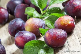 买西梅时，挑硬的还是软？新鲜又好吃的怎么挑？一句顺口溜告诉你图片