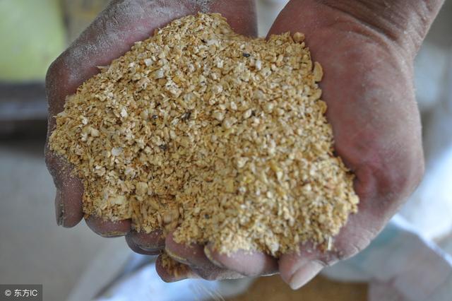 养鸡常用的植物蛋白质饲料有哪些？本文为您介绍7种！