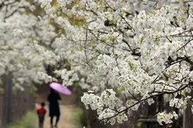 五一最后一天去哪儿玩？莲花山百年梨园！图片