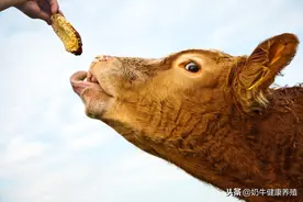 养牛谨防：牛猝死图片
