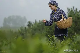 民乐合奏《采茶舞曲》，酥到骨子里图片