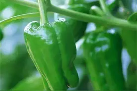 盆栽青椒翠绿鲜艳，有趣的是栽种时你还能控制它的辣味级别图片