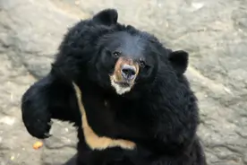 从清朝吉林进贡狗熊的线索，说说东北“黑瞎子”那些熊事儿图片