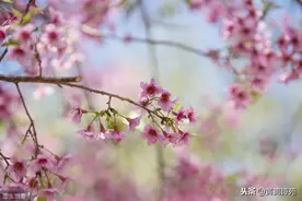 云雷出联：桃花点点千山绣，请对下联？欣赏对联接龙31对图片