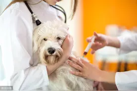 缮宠学堂：狗狗打疫苗那些事儿，你都了解吗？图片