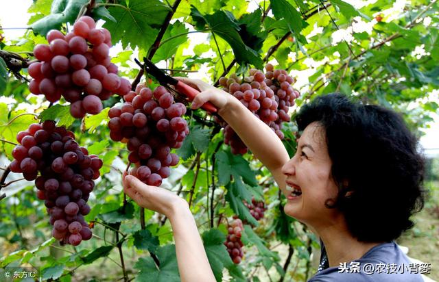 葡萄为什么必须补钙？什么时间补？如何补？用什么方法、什么肥？