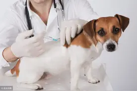 9岁男孩伤口被狗舔后去世！狂犬病毒不是只有咬伤才感染图片
