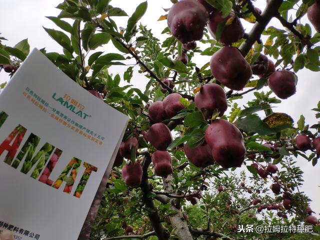 氨基酸在农业上有哪些用途？为啥大家都爱用含氨基酸水溶肥？