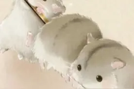 仓鼠表情包：老婆抱抱~图片
