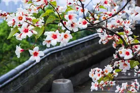最美人间四月天，送你桐子花开，太美了图片