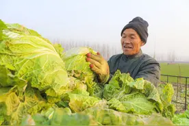 白菜叶背出现白色斑点，你知道怎么做吗？错过了损失严重图片