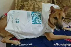 狗狗经历残忍虐待每晚站着睡，妈妈心疼做出这种举动让它摆脱阴影图片
