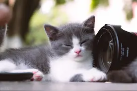 猫咪特珠的打招呼方式，用头去蹭主人的腿或脚，让人欢喜让人奇图片
