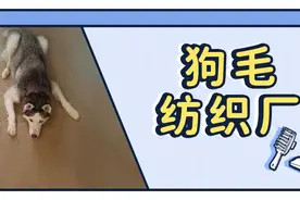 换毛季崩溃？教你4招采摘“成熟狗毛”的正确姿势图片