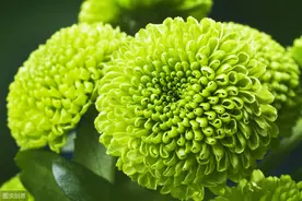夏季扦插菊花哪种方法好？找对方法很关键，做好后生根快长势好图片