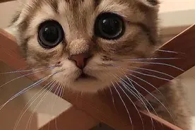 猫咪，太萌了，猛男必备啊图片
