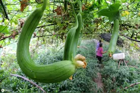 夏植丝瓜如何挂满架？种植户须掌握7大种植技术图片