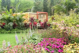 深圳仙湖植物园：情侣游圣地，从相思路走到天上人间图片