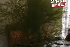 男子时隔多月回武汉租房 发现床板下长出茂盛竹子 感慨称“绿到我床头”图片