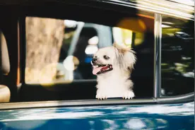 粗心的主人把狗放在车后备箱，忘记后找了三天图片