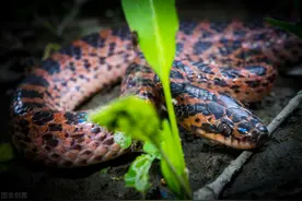 赤链毒不毒，毒蟾说了算，揭秘：无毒的赤链蛇为何被当做毒蛇？图片