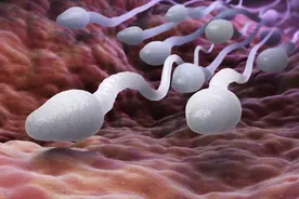 精子会在体内存活多久？怎么才能提高怀孕的机会图片