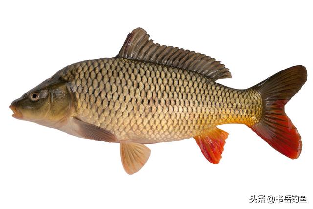 这些生活中常见的食品添加剂，却也是钓鱼中最为有效的饵料辅助品