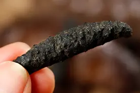 海参的优质劣汰，你真的分得清吗？图片