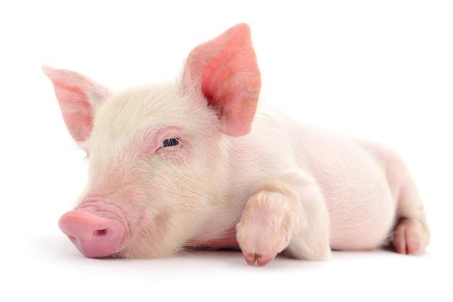 蛋白质的氨基酸大约有22种，猪对氨基酸和能量需求怎样呢？