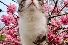 世界那么大，想带猫咪也出去看看？这些事情要注意！图片