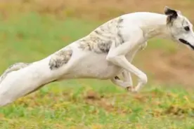 奔跑速度超快的“10种狗”，时速比得上小汽车图片