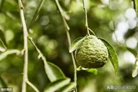 “橘生淮南则为橘，生于淮北则为枳”，原来橙子是这么来的！图片