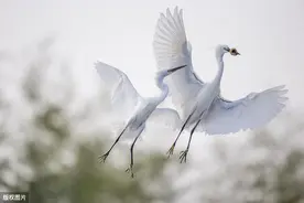 《渔歌子》——唐.张志和图片