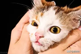 家有馋猫：如何制止猫咪向铲屎官讨要食物，或许你可以尝试这样做图片